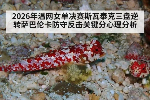 2026年温网女单决赛斯瓦泰克三盘逆转萨巴伦卡防守反击关键分心理分析