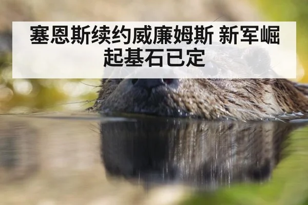 塞恩斯续约威廉姆斯 新军崛起基石已定